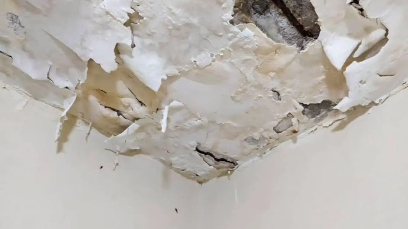 Ceiling with peeling, bubbled paint and brown water staining