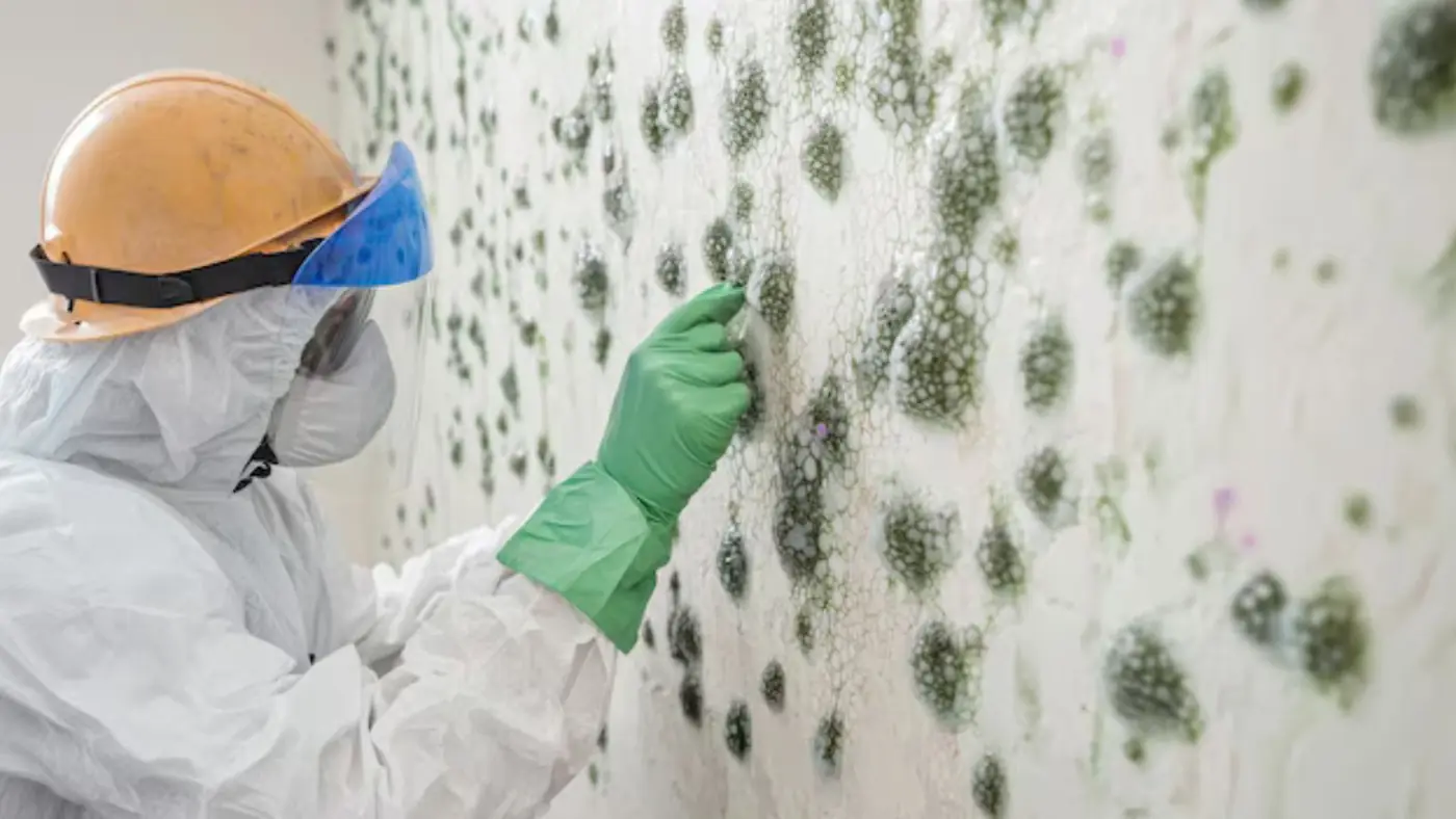 Worker in protective suit and respirator cleaning green mold spots from a wall